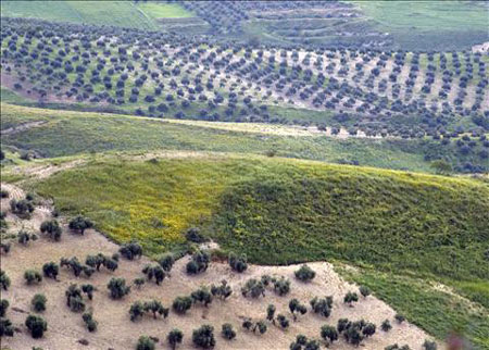 ثلاثة مشروعات استثمارية لتحسين ايرادات وخدمات بلدية الوسطية