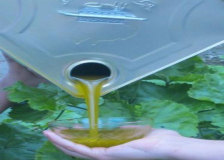 ورشة عن مشروع المؤشر الجغرافي لزيت لواء بني كنانة 