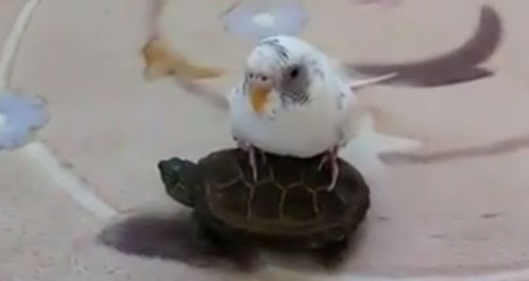 ببغاء كسول 