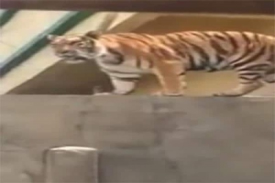 بالفيديو: نمر على سور منزل.. وأسرة توثق برعب لحظة توثبه للقفز