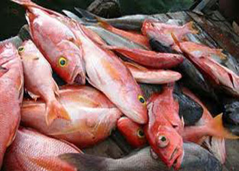 ضبط أسماك ولحوم منتهية الصلاحية في مطعم باربد  