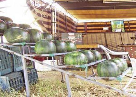 توجيه مخالفات وازالة المعرشات البطيخ غير المرخصة قانونيا