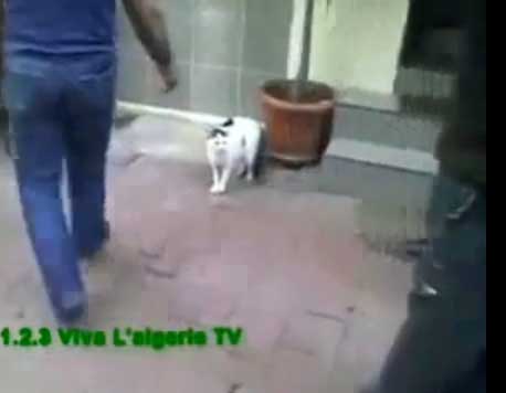 قط شجاع 