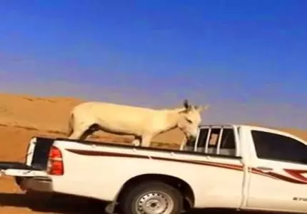 شاب سعودي يعذب حمارا وفيسبوكيون يطالبون بمحاسبته شاب سعودي يعذب حمارا وفيسبوكيون يطالبون بمحاسبته