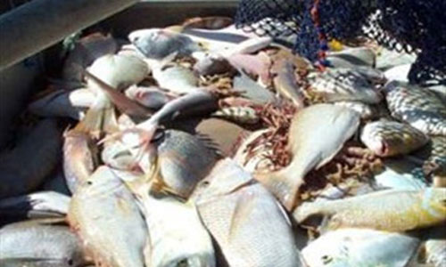 اتلاف5ر3 طن من الاسماك منتهية الصلاحية في المفرق  