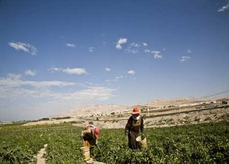 شكاوى من انتشار حشرة المن في مزارع الاغوار الشمالية