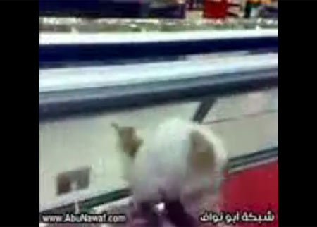 قط مشاكس