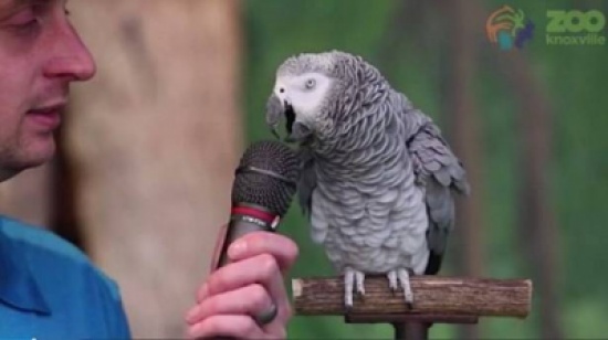 بالفيديو .. ببغاء يثير ضجة بـ300 كلمة في عيد ميلاده