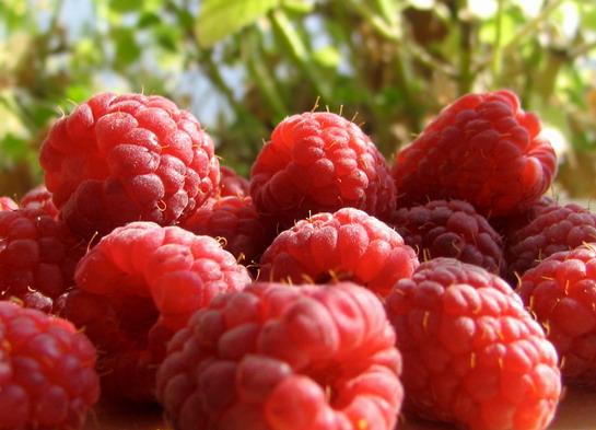 خبراء غذاء ينصحون بضرورة غلي التوت
