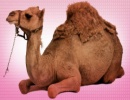 جمل يضحك عندما يدغدغه صاحبه