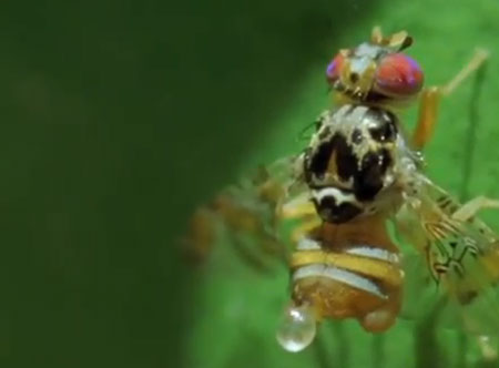 ذبابة الفاكهة