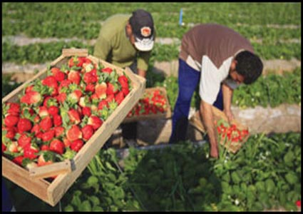 مزارعو إربد يثمنون قرار وزارة الزراعة إلغاء شهادات المنشأ  