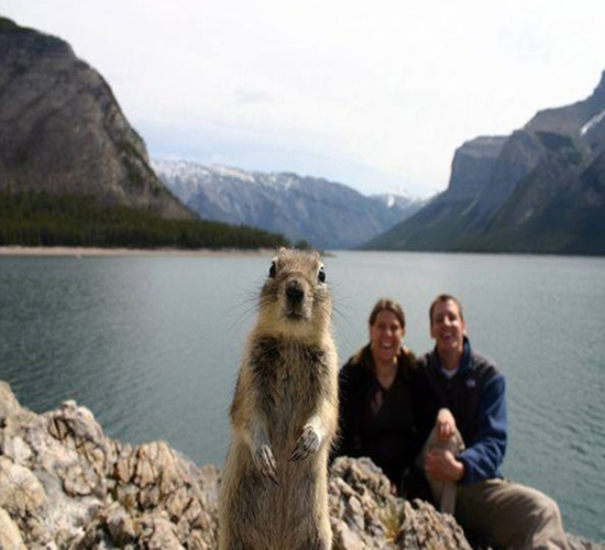 "السنجاب الفضولي" يثير ضحك الجميع