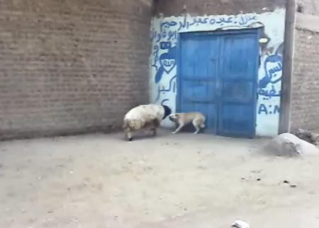 خروف مجرم 