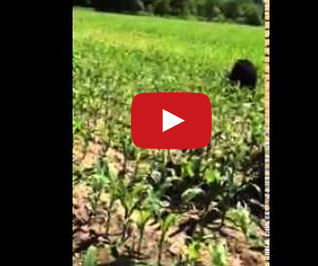 مزارع يساعد دبا على إخراج رأسه