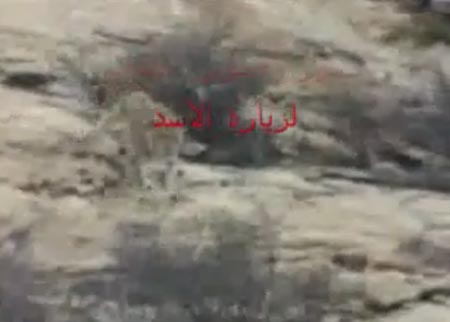 الاسد الوفي