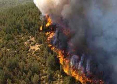 3200حريق أعشاب جافة وأشجار منذ بداية العام  