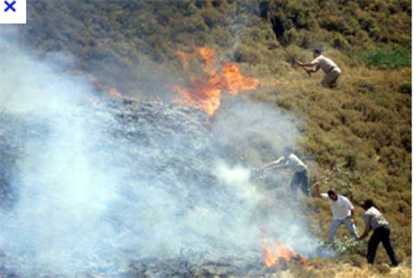 المستوطنون اليهود يحرقون حقول القمح وأشجار زيتون الفلسطينيين بالضفة