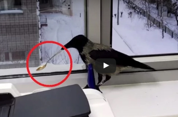 شاهد.. خيانة غراب لفتاة فتحت له نافذة حجرتها