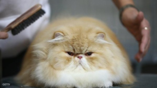 قطة أليفة تصيب بريطانيين بالسل !
