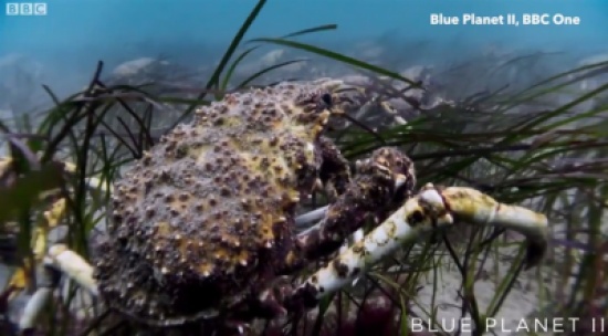 مسيرة لآلاف من سرطان العناكب في قاع البحر ( فيديو)