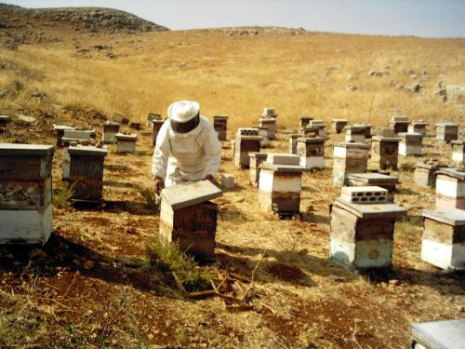 وزير الزراعة يكرم عددا من المزارعين ومربي النحل وزير الزراعة يكرم عددا من المزارعين ومربي النحل