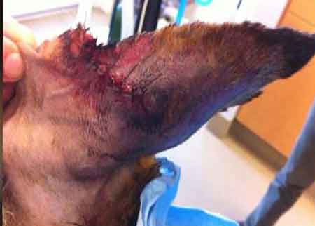 أمريكي يقضم أذن كلب بوليسي أثناء مطاردة