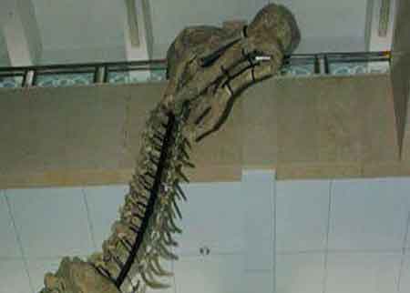السلطات الأمريكية تحصل على أمر بمصادرة هيكل ديناصور محل نزاع