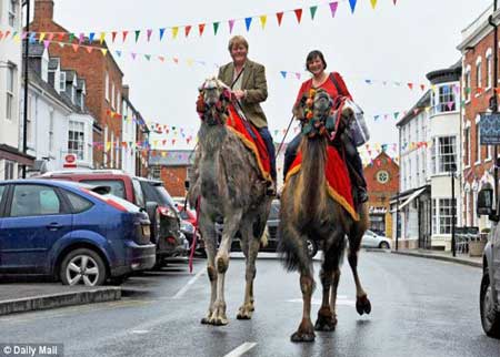 عائلة بريطانية تستبدل الحيوانات الأليفة بالجمال العملاقة