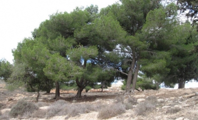 الغور الشمالي: دعوة لتنظيف المزارع من الاعشاب تجنبا للحرائق