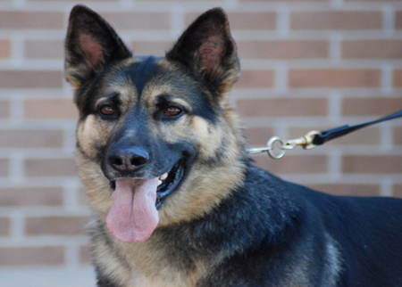 أميركي يعض كلباً ويلتهم لحمه تحت تأثير المخدرات