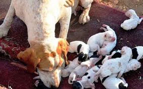 كلبة تلِد 18 جرواً في 24 ساعة 