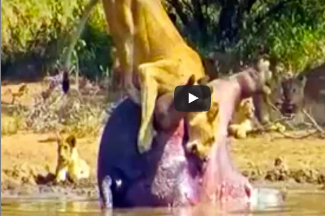 بالفيديو.. 12 مليون مشاهدة لانفجار فرس نهر نافق في وجه أسد