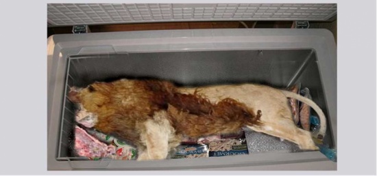 العثور على أسد داخل ثلاجة!