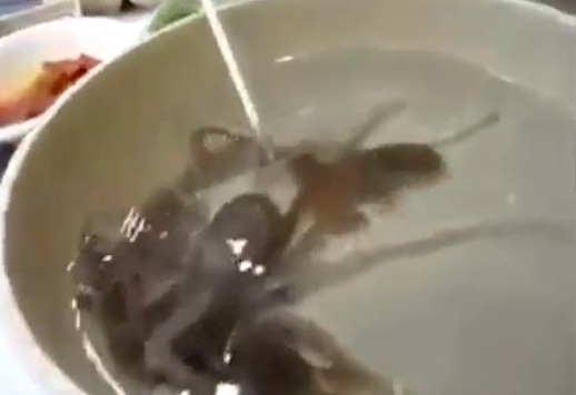 شاب يأكل أخطبوط حي !!