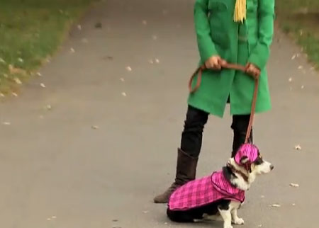 الكلب الانيق