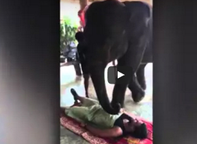 بالفيديو: فيل ضخم يجري جلسة تدليك لعروسين بقدمه بالفيديو: فيل ضخم يجري جلسة تدليك لعروسين بقدمه