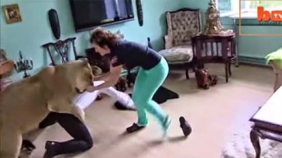 بالفيديو : أسد يهاجم شخص داخل منزله وزوجته تنقده بالفيديو : أسد يهاجم شخص داخل منزله وزوجته تنقده