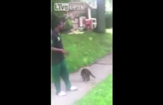 الشرطة الأمريكية تستنفر للقبض على رجل ركل قطة