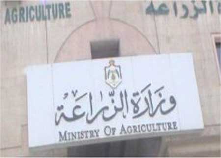 نجاح مشروع الحاكورة في الزرقاء 