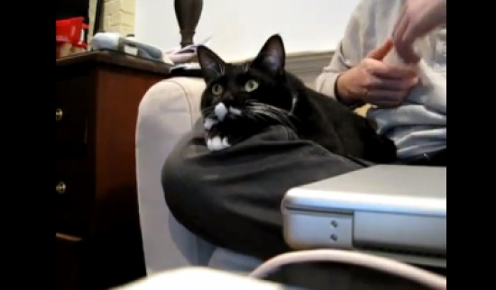 قط مستمتع بمشاهدة التلفاز