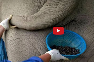 بالفيديو  : أغرب مذاقات القهوة - منها البيض وبراز الفيلة !