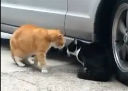 قطط عجيبة 