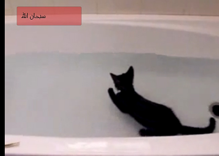 قطط  يحب الماء 