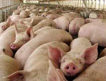 المنظمة العالمية للصحة الحيوانية تعارض قتل الخنازير 