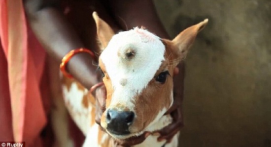 هنود يعبدون عجلا بثلاثة عيون لأنه "يجسد" إلههم