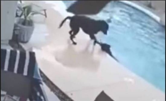 بالفيديو.. كلبٌ ينقذ صديقه من الغرق!