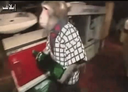 قرد يعمل في مطعم 
