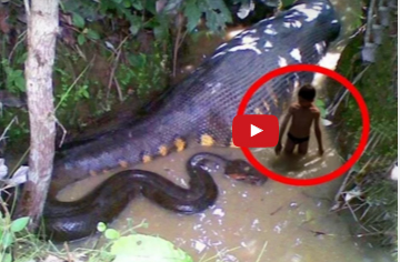 بالفيديو  : أكثر الحيوانات الآسيوية فتكاً..!!