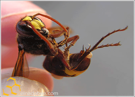 المركز الوطني للإرشاد الزراعي يطلق حملة لمكافحة الدبور الأحمر 